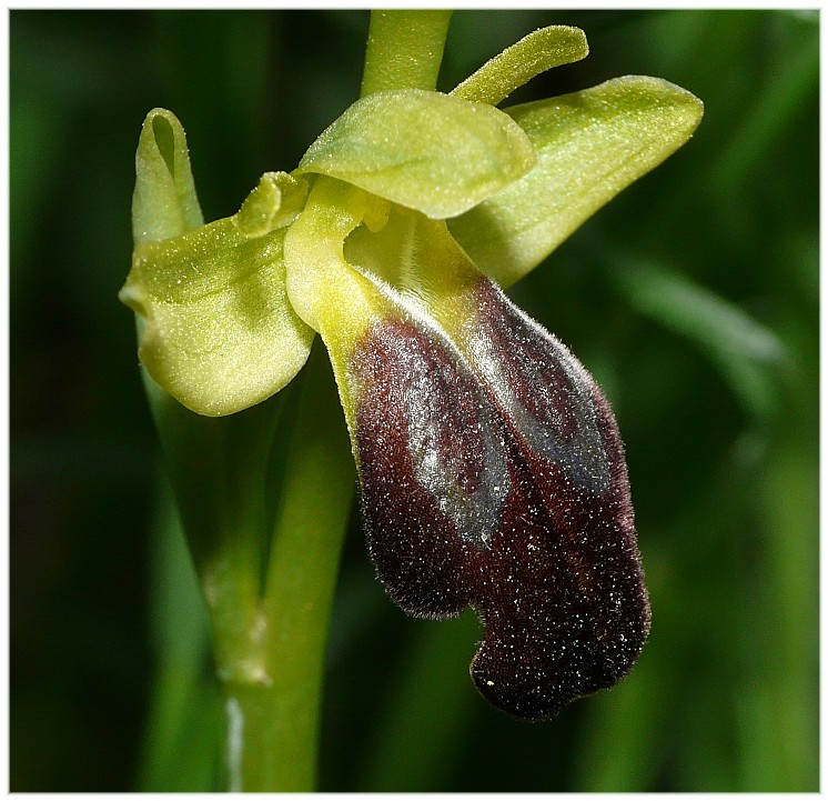 O. fusca s.l. strana